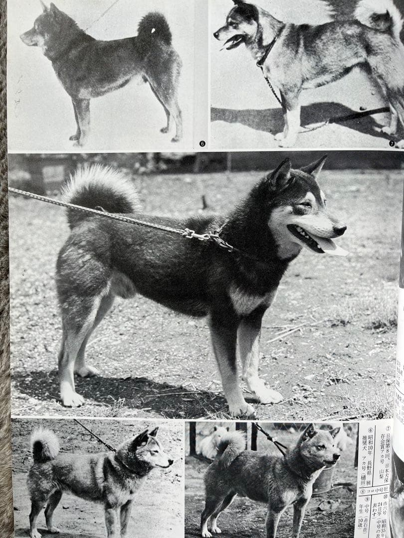 天然記念物　日本犬　（希少学術書）