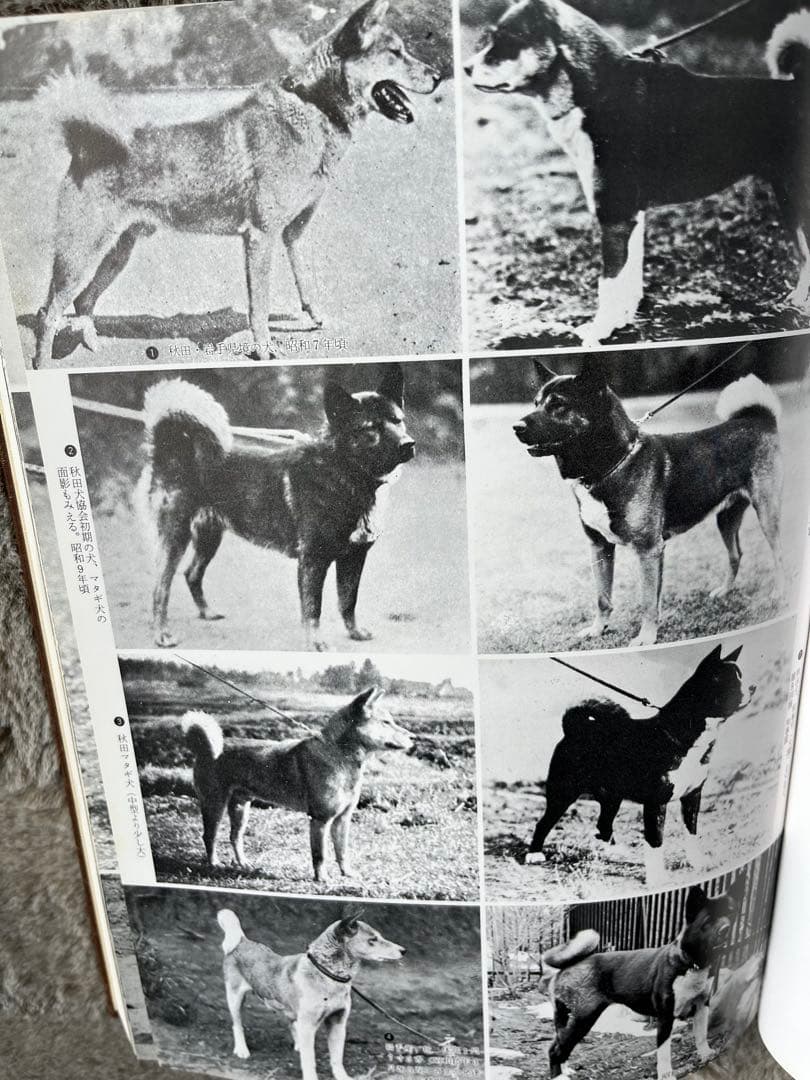 天然記念物　日本犬　（希少学術書）