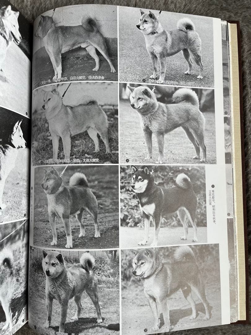 天然記念物　日本犬　（希少学術書）