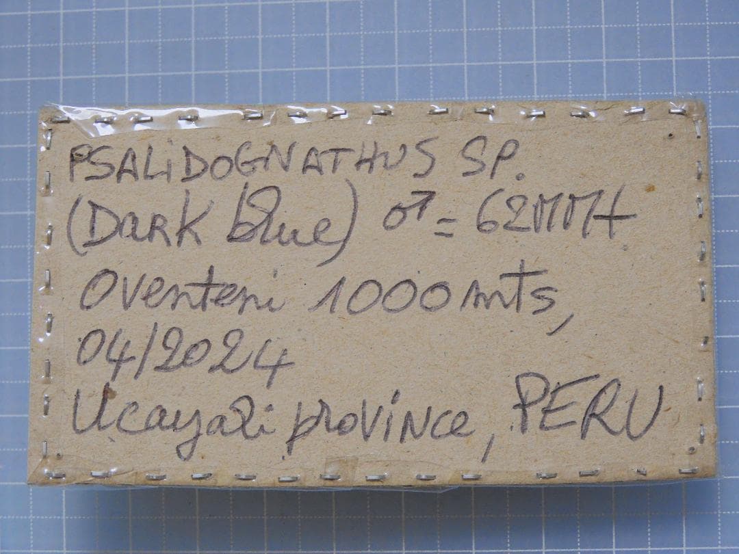 標本 Peru Psalidognathus s.p 62mm