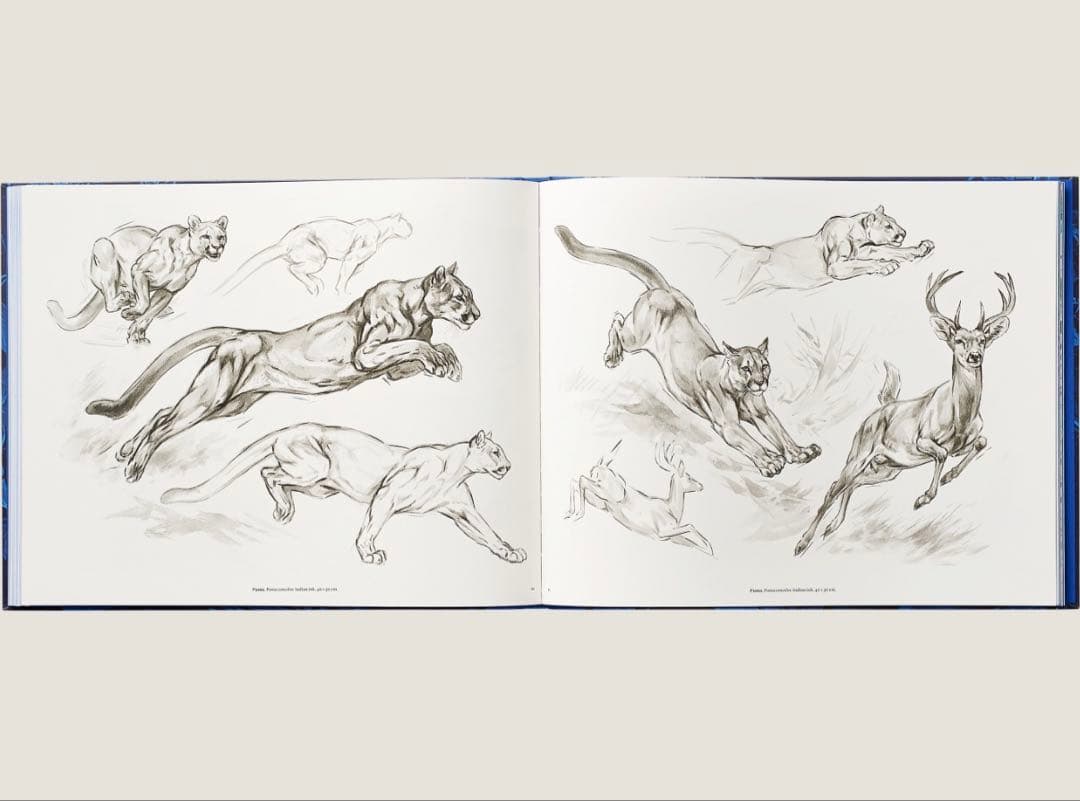 エルメス Ferocious and Fragile book アニマルブック