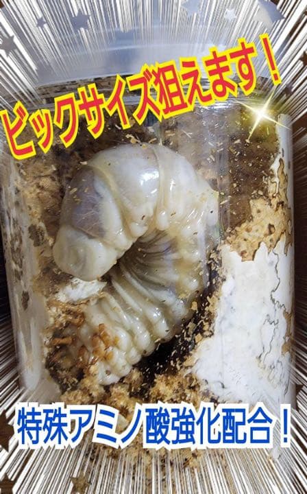 極上！ヒマラヤひらたけ菌糸ブロック【8個】初菌のみ使用！国産オオクワ85ミリ実績