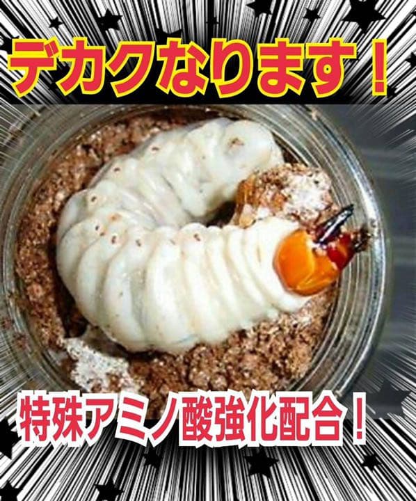極上！ヒマラヤひらたけ菌糸ブロック【8個】初菌のみ使用！国産オオクワ85ミリ実績