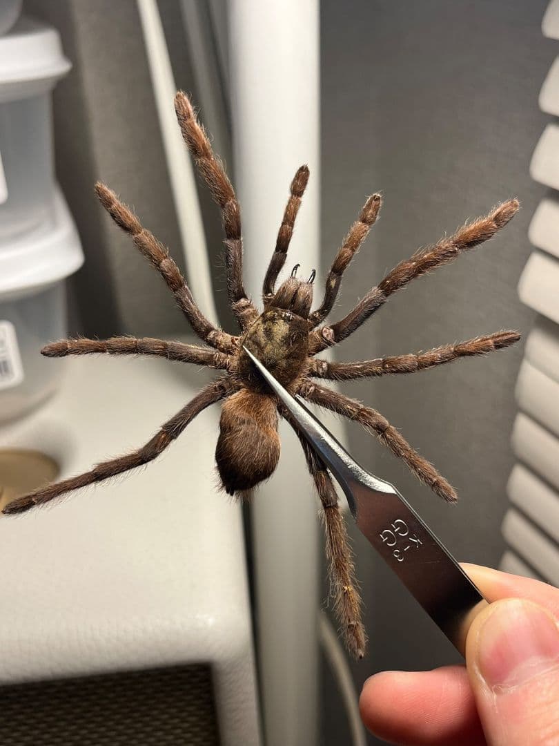 【標本】ジャワイエローニー アースタイガー タランチュラホーク ムカデ