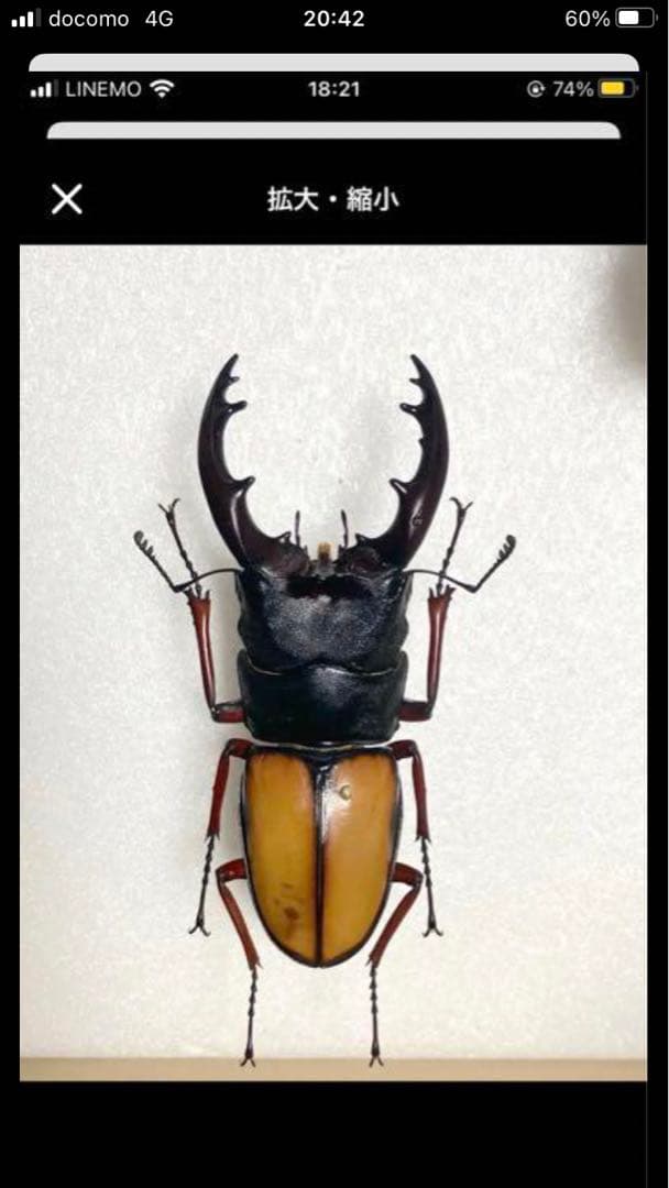 【コエポン】外国産クワガタ♂3点　標本セット