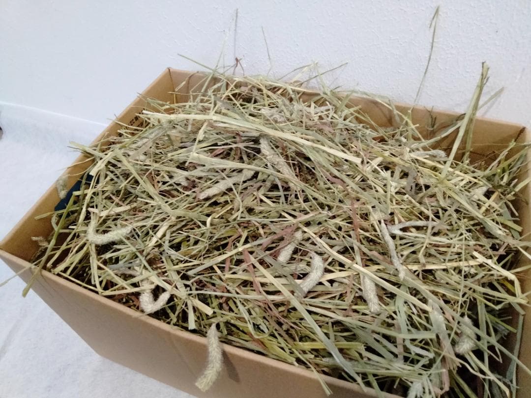 【3/16まで】 カナダ産 チモシー 50kg スーパープレミアム １番刈り