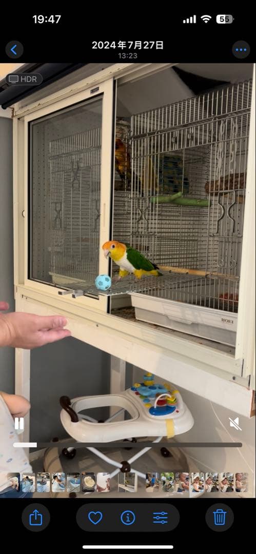 ち*ん様 ホーエイ　パラキート465