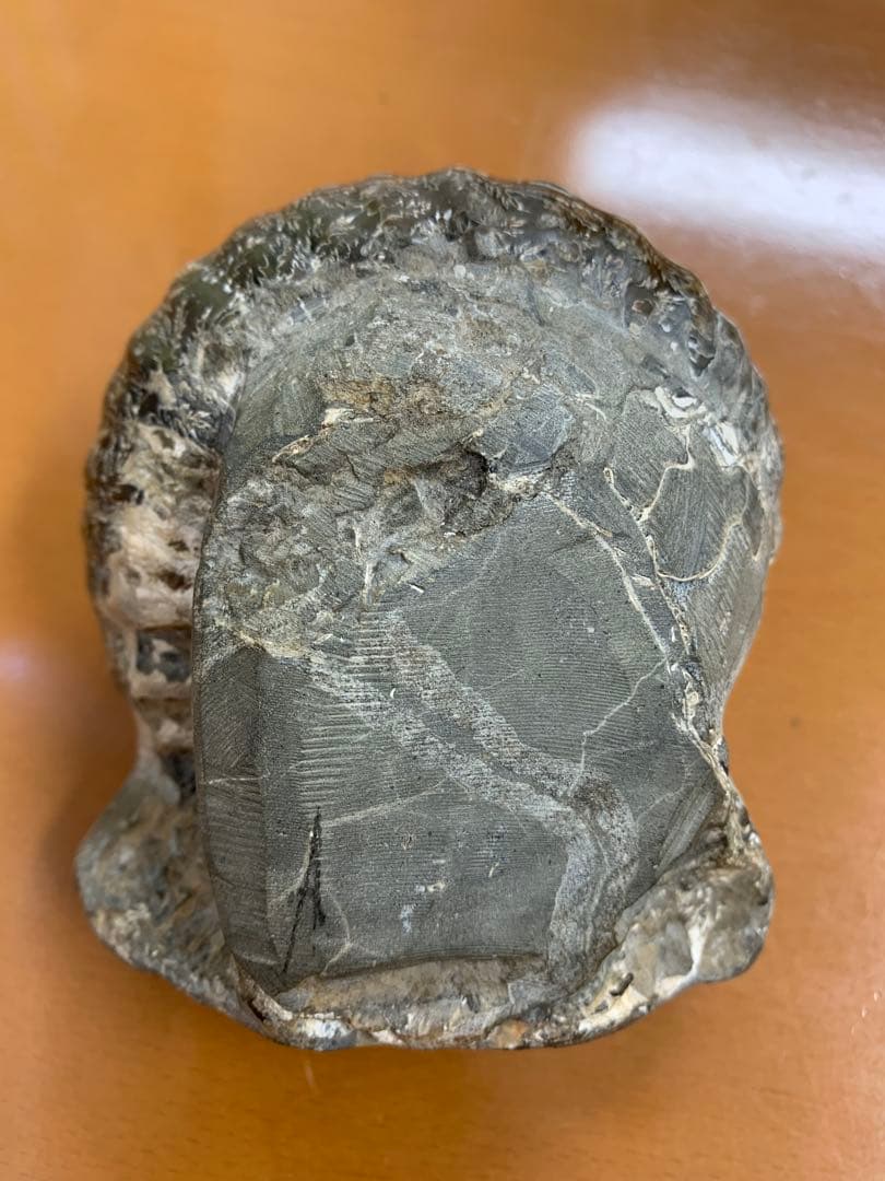 北海道中川産　ユーパキディスカス　アンモナイト　化石