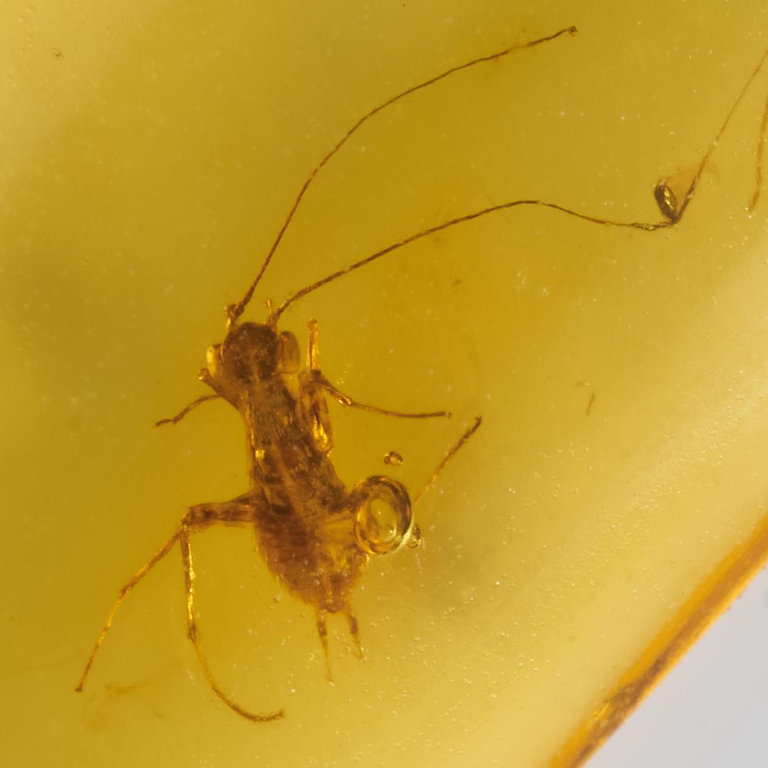 レア極上品 PA137虫入り琥珀化石　ミャンマーカムティかタナイ9900万年前