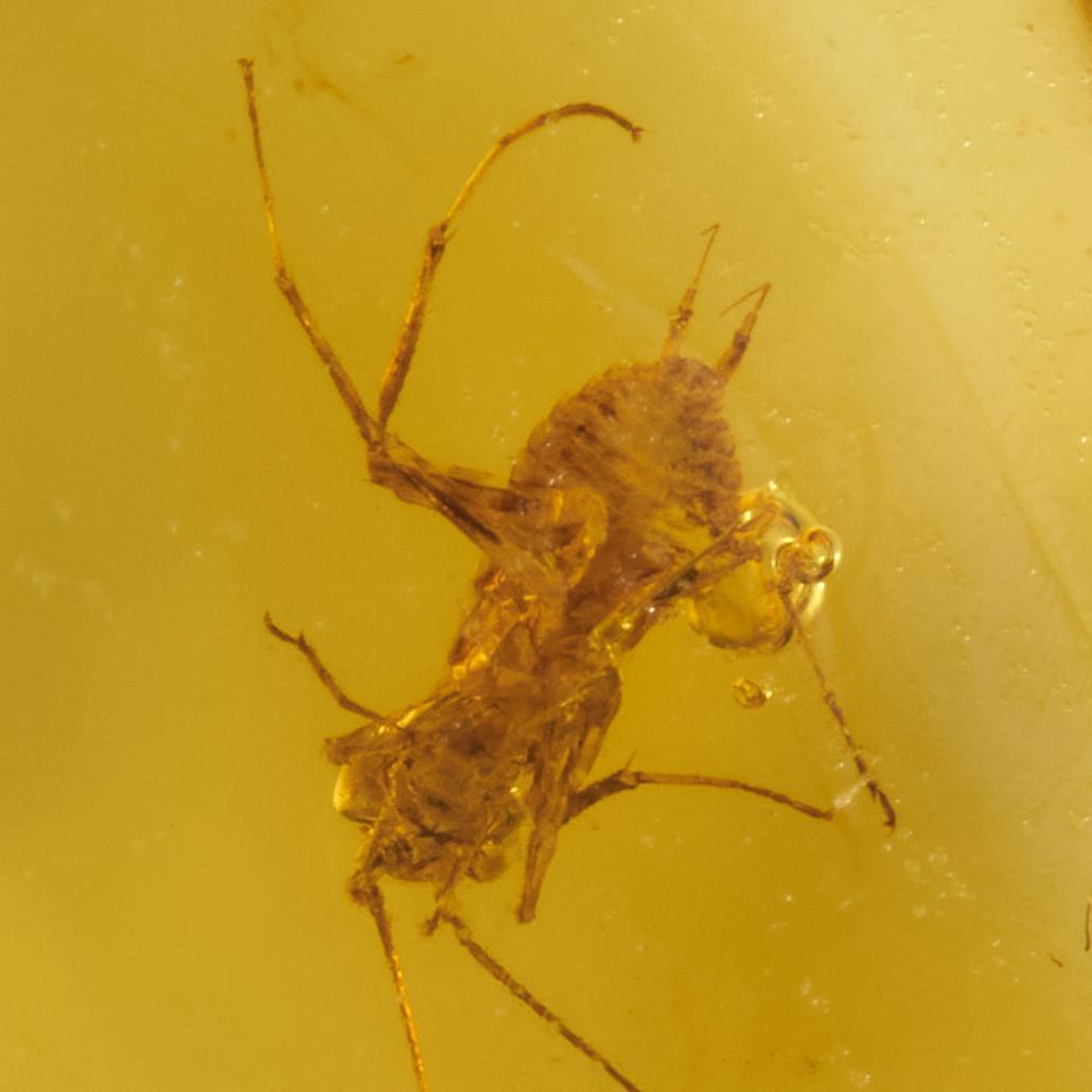 レア極上品 PA137虫入り琥珀化石　ミャンマーカムティかタナイ9900万年前