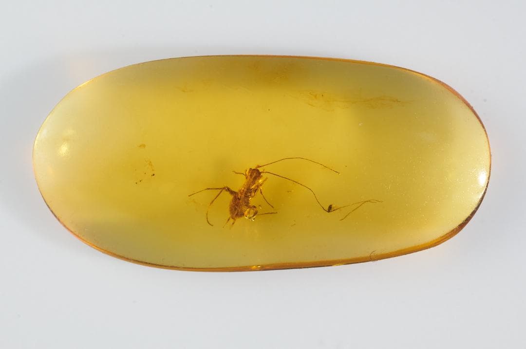 レア極上品 PA137虫入り琥珀化石　ミャンマーカムティかタナイ9900万年前