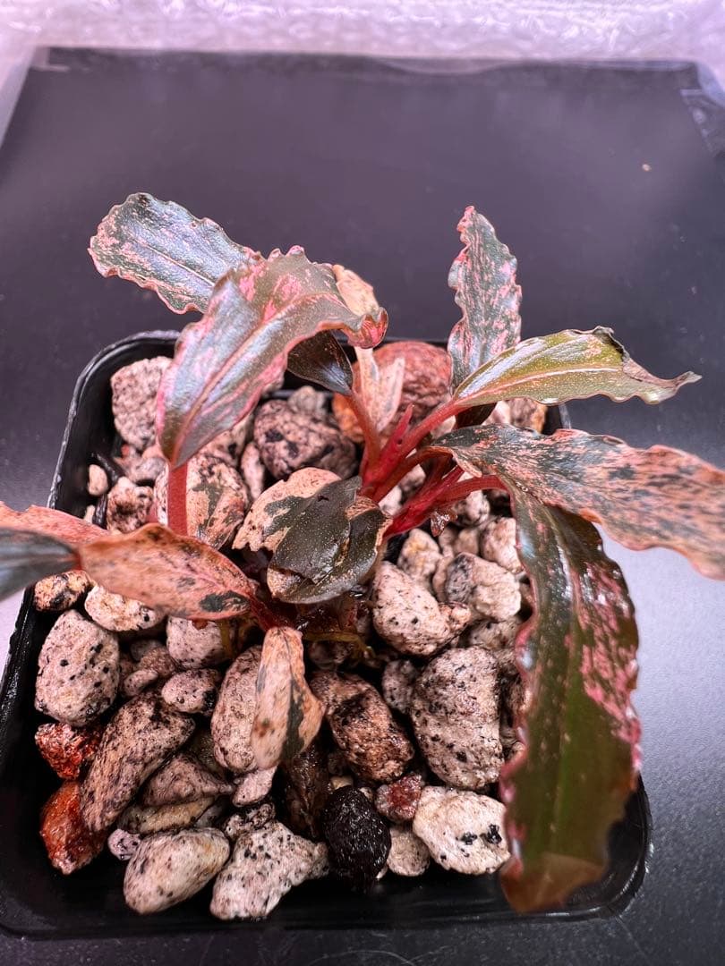 水草 Bucephalandra sp. Variegata Pink