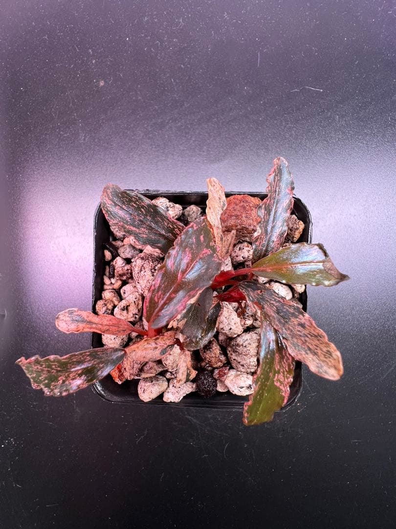 水草 Bucephalandra sp. Variegata Pink