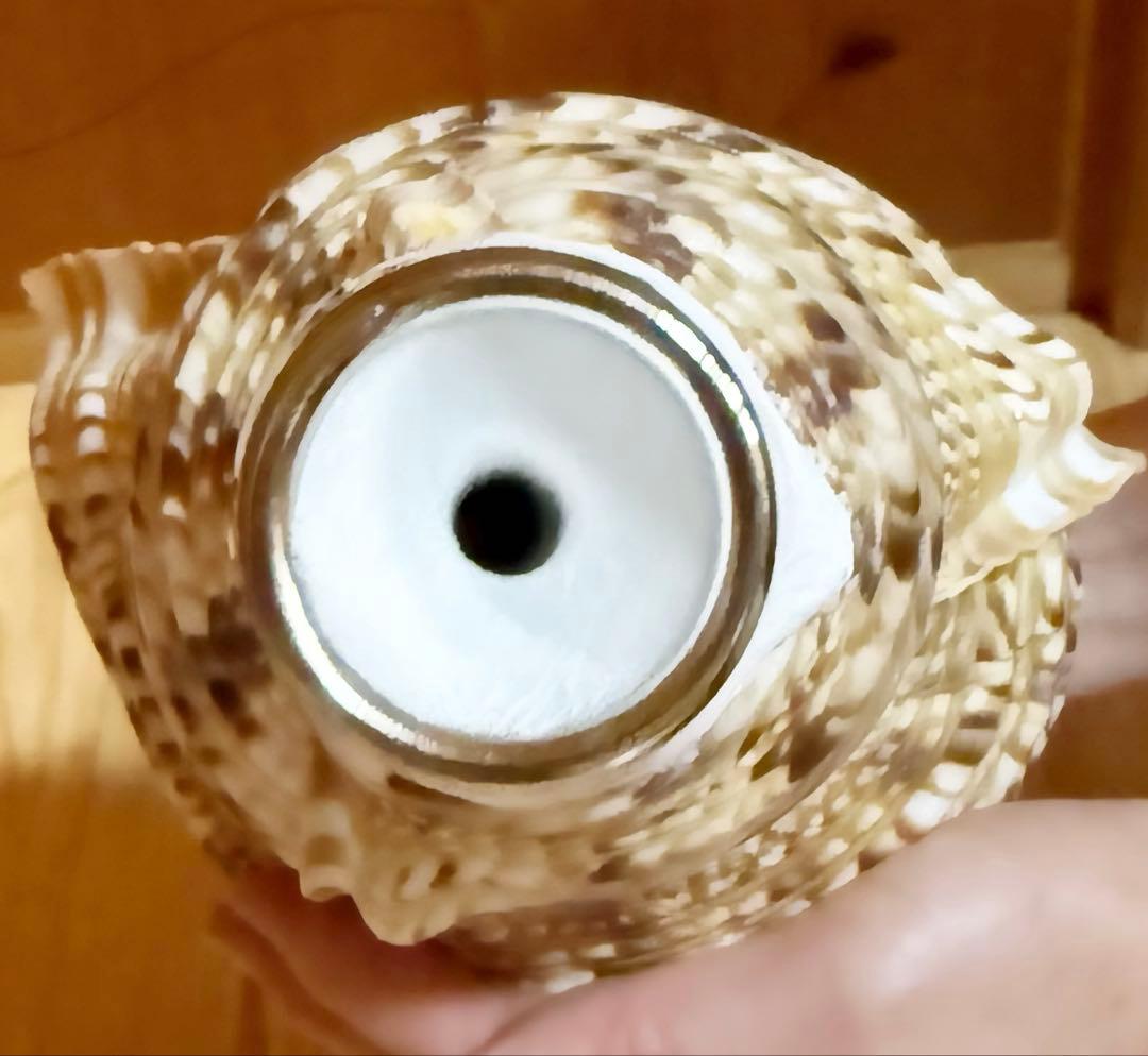 特大修験道法螺貝40.5㎝　山伏　密教　魔除け　熊よけ❣️ホラガイ　ほら貝