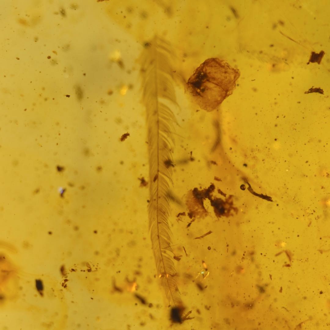 レア極上品羽根TT0091虫入り琥珀化石ミャンマーカムティかタナイ9900万年前