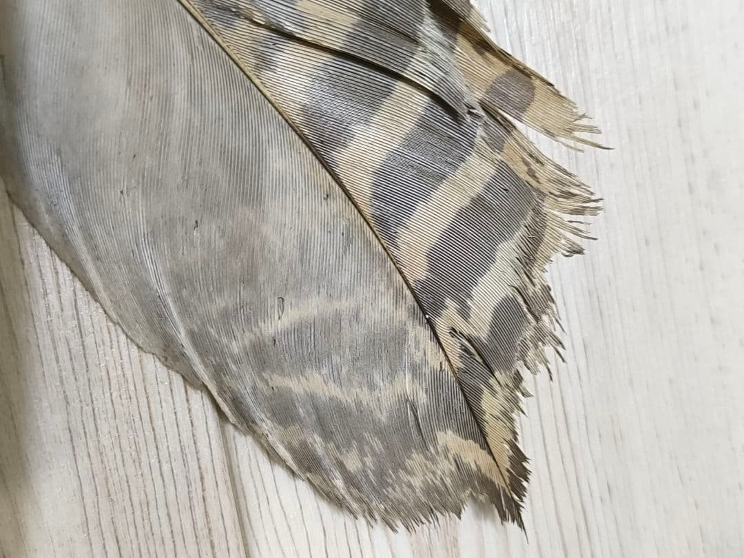 ​茶道具 羽帚（はぼうき） 三ツ羽 天然羽 箱入り羽箒