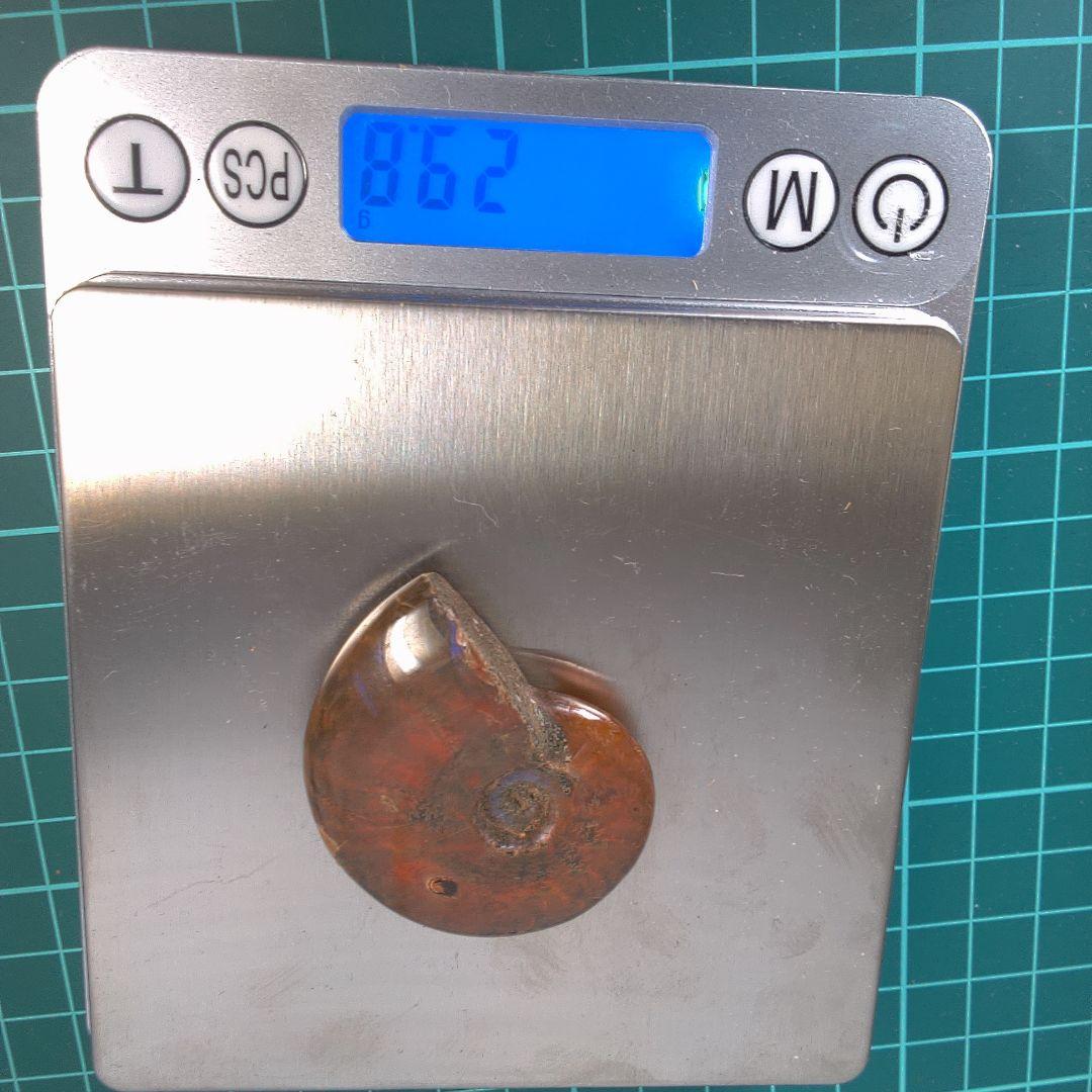 小物１ アンモナイト化石