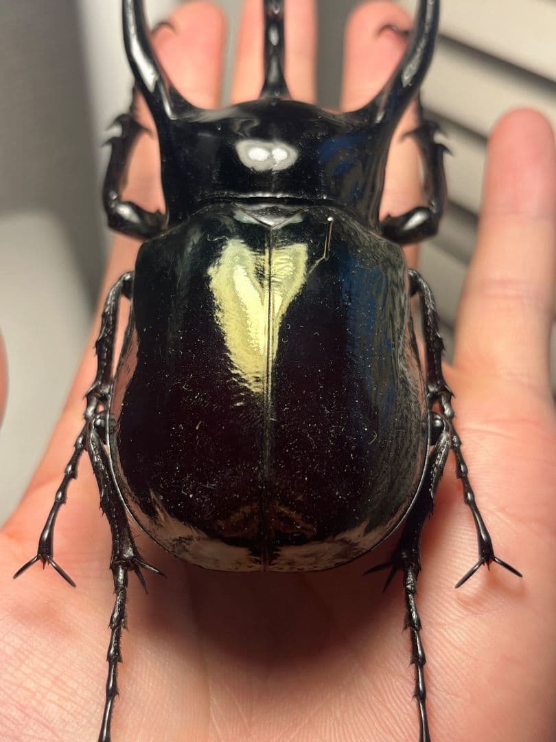 【111mm】コーカサスオオカブト Chalcosoma　カブトムシ標本