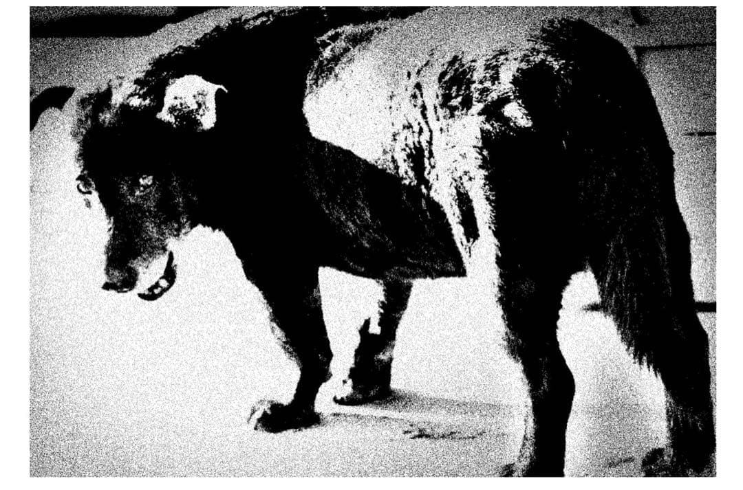 森山大道　Daido Silk 限定1000部　サイン入り