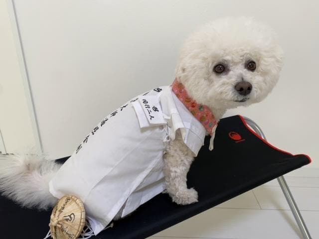 ペット用お遍路白衣三点セット　Мまで