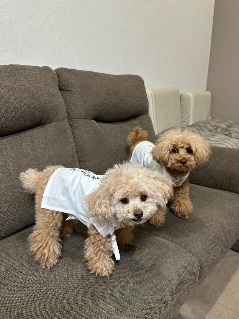 ペット用お遍路白衣三点セット　Мまで