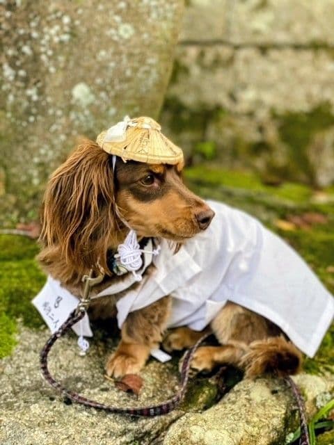 ペット用お遍路白衣三点セット　Мまで