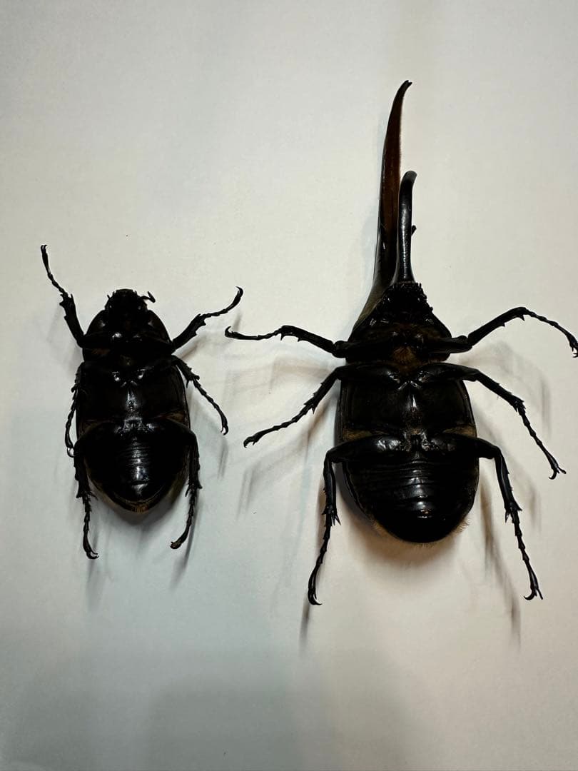 大型　ヘラクレスオオカブト　標本用　乾燥済み　自由研究