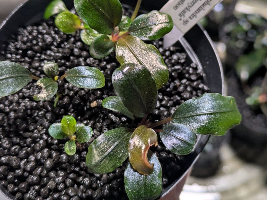 専用　Bucephalandra sp. Black herrykafa