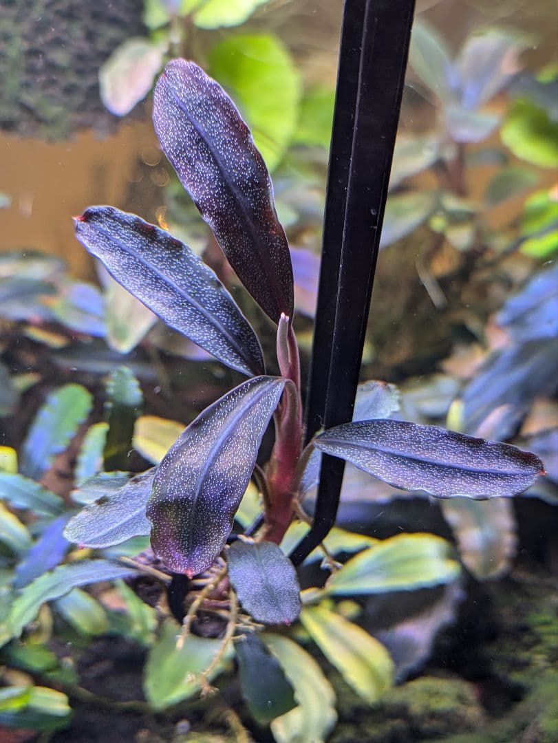 ブセファランドラsp.Demos 3rd【完全水中葉】