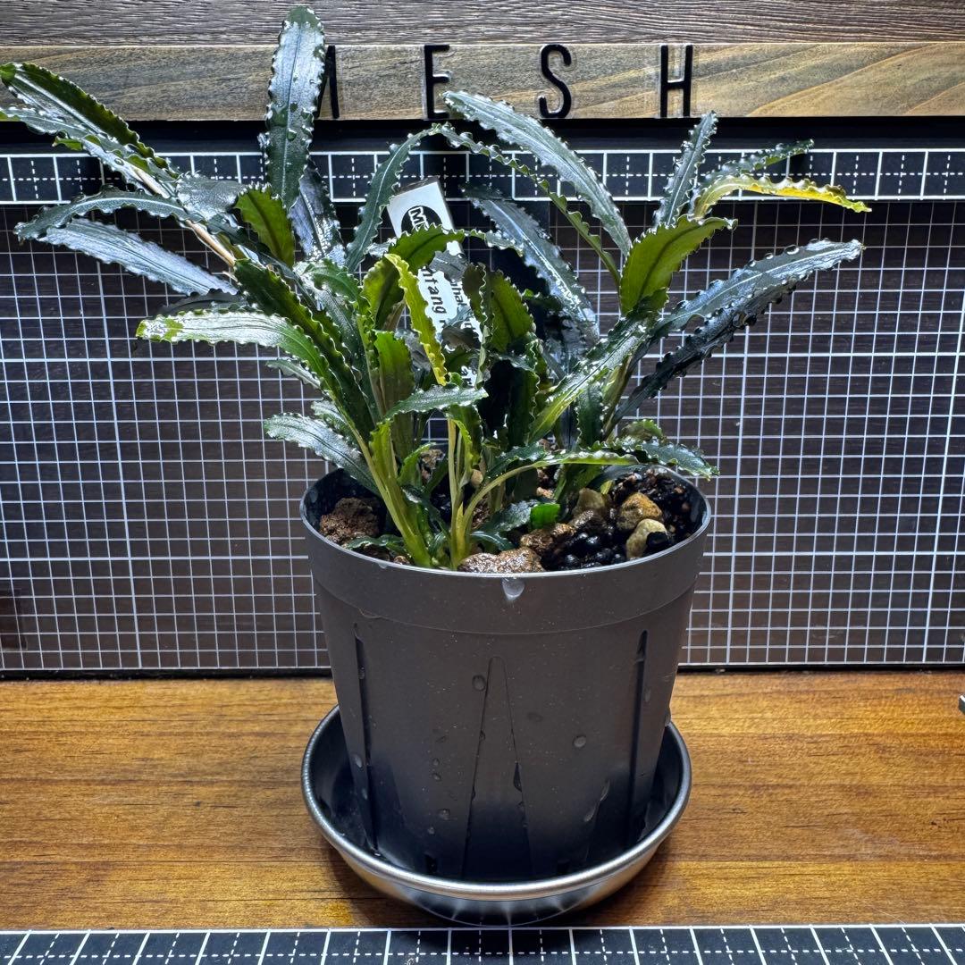 ブセファランドラsp.シンタン カユラピス TYPE2全銀 水上株1ポット［0］