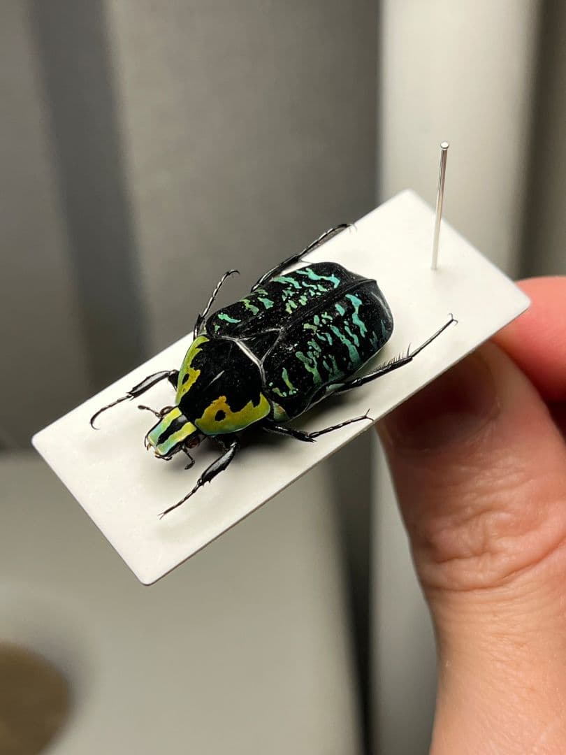 【28mm】サザナミマラガシーハナムグリ 標本 タマムシ プラチナコガネ ウグイ