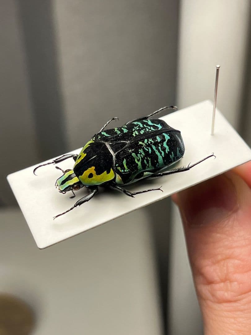 【28mm】サザナミマラガシーハナムグリ 標本 タマムシ プラチナコガネ ウグイ