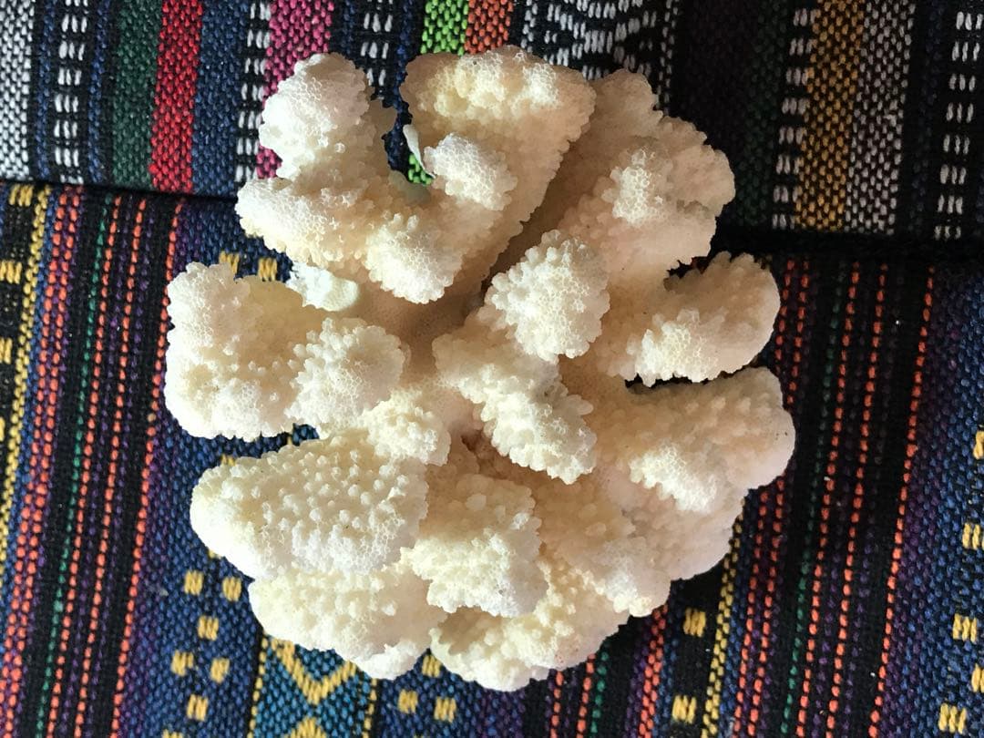 ◉台湾産【白珊瑚/ホワイトコーラル】原木[282