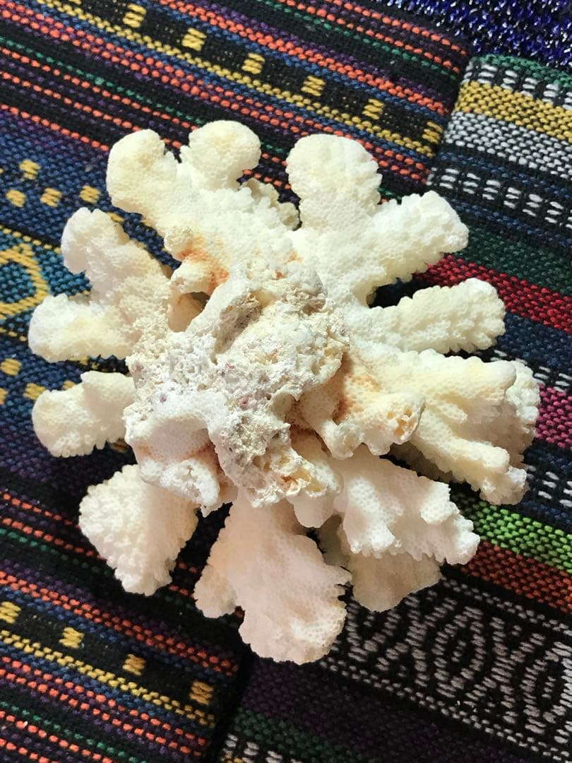 ◉台湾産【白珊瑚/ホワイトコーラル】原木[282