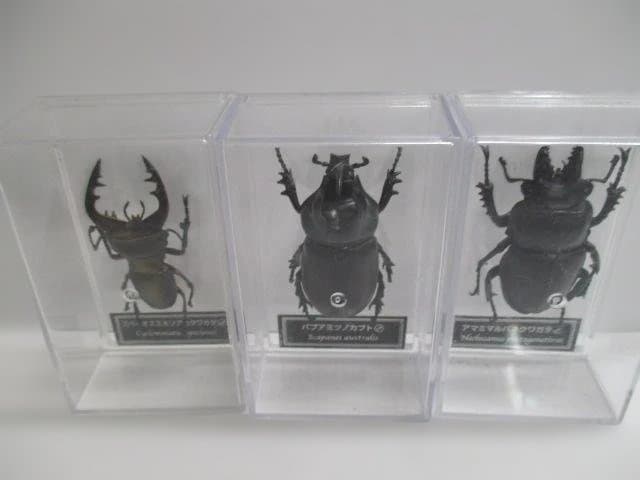【中古品】昆虫標本　カブトムシ・クワガタ　まとめ売り