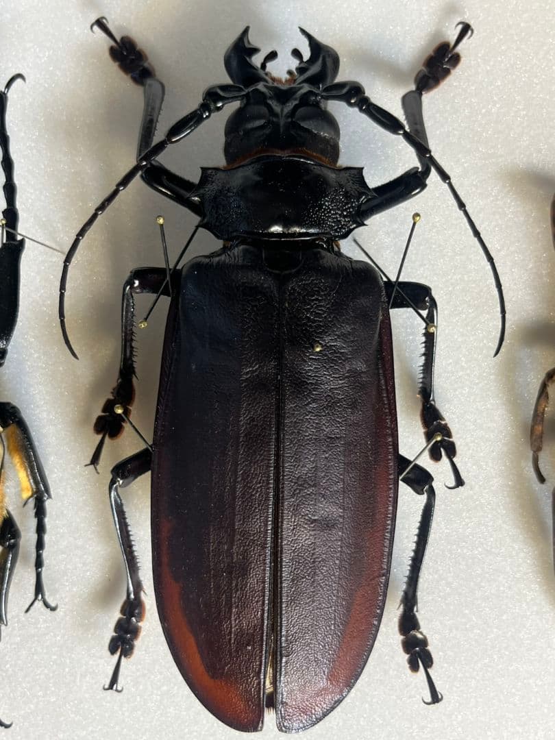 【150mm】タイタンオオウスバカミキリ カブトムシクワガタハナムグリ昆虫標本