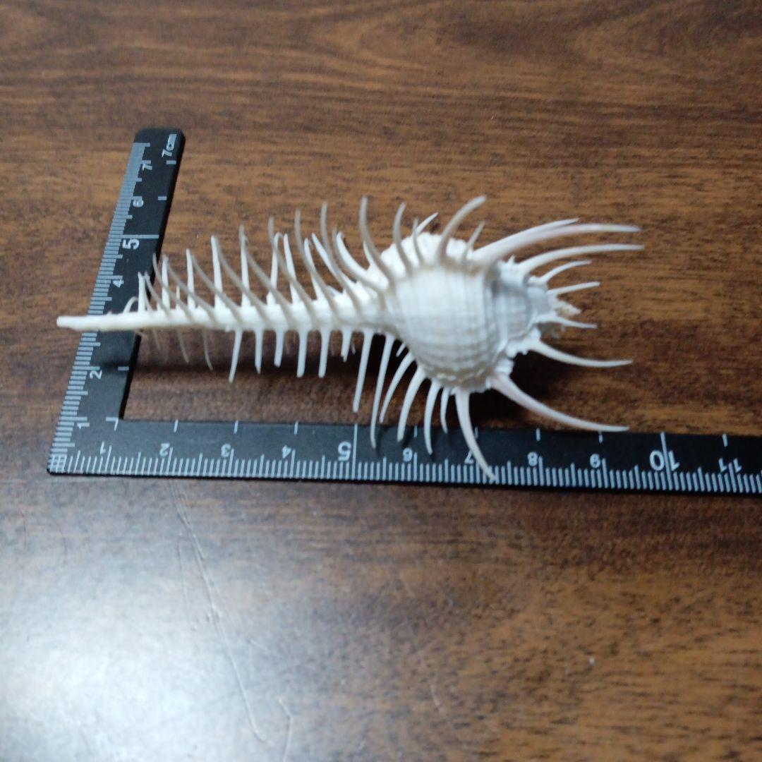 貝殻標本　ホネガイ