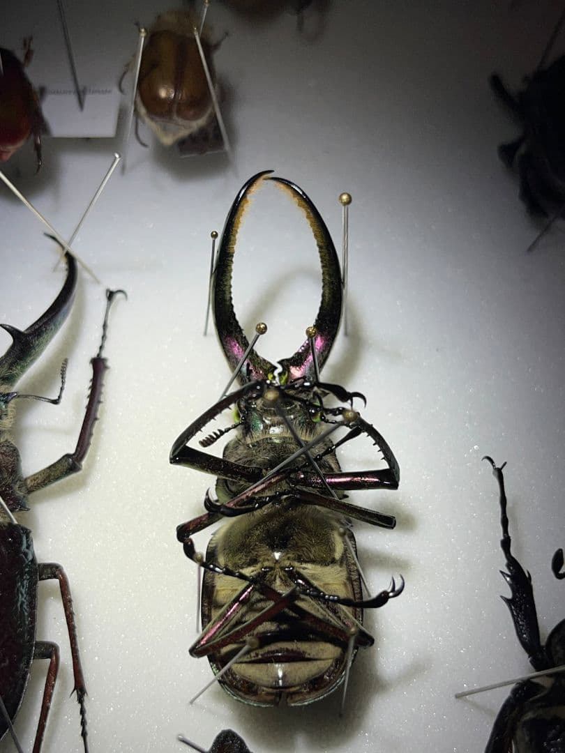 【顎裏PURPLE】ギガンテウスシワバネクワガタ 昆虫標本 ニジイロクワガタ