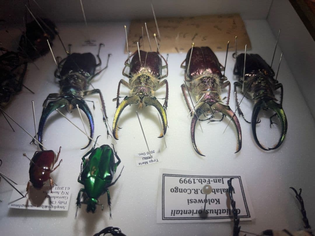 【顎裏PURPLE】ギガンテウスシワバネクワガタ 昆虫標本 ニジイロクワガタ