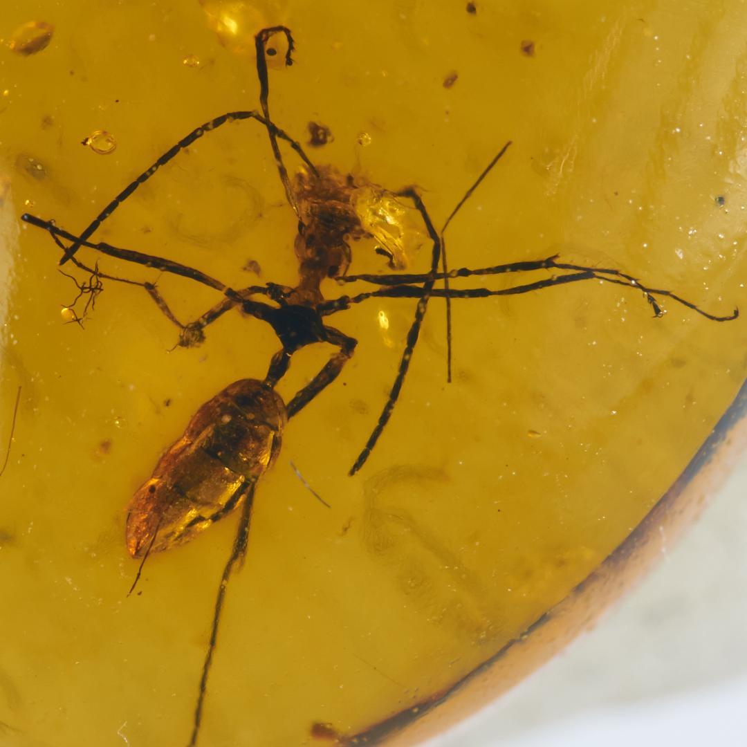 レア極上品 PA0022 虫入り琥珀化石ミャンマーカムティかタナイ9900万年前