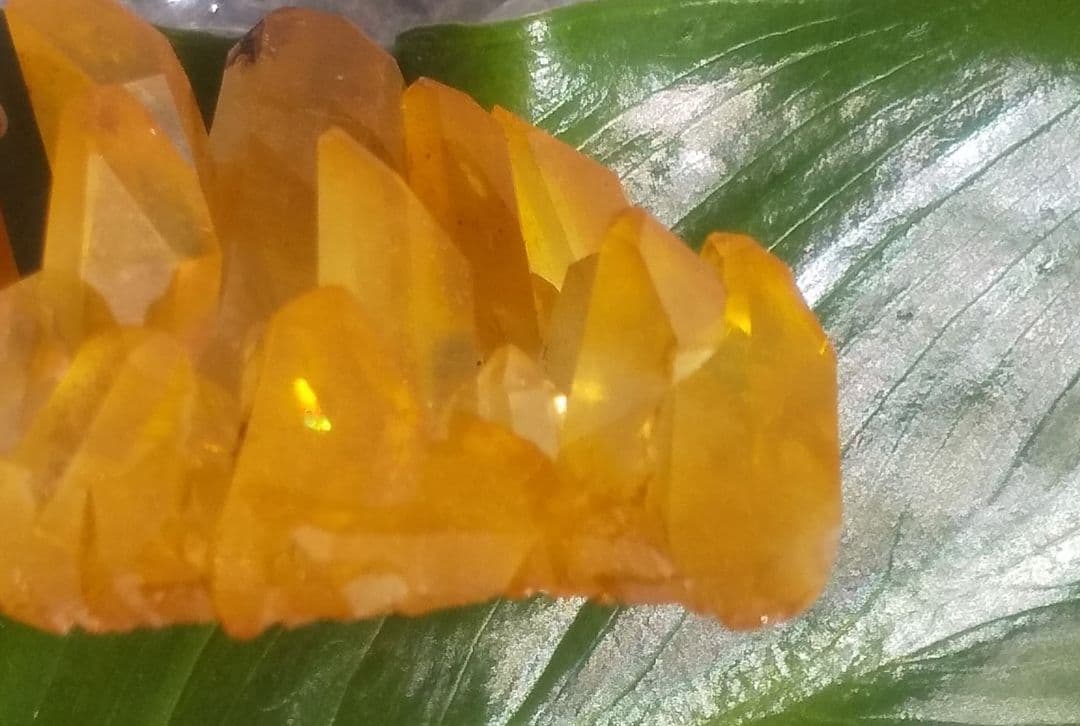 希少 クラスター ゴールデンヒーラー　上質！