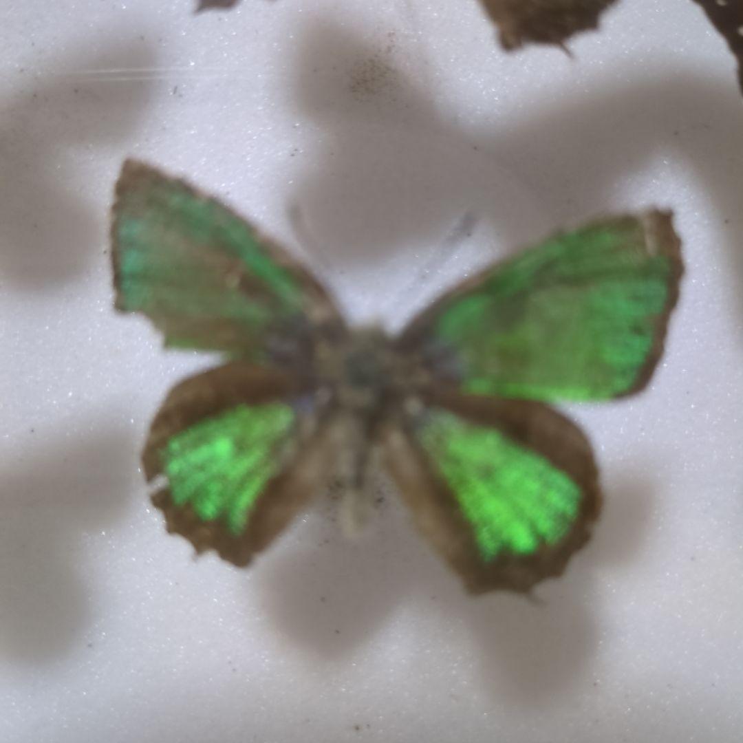 お値下げ！昆虫標本