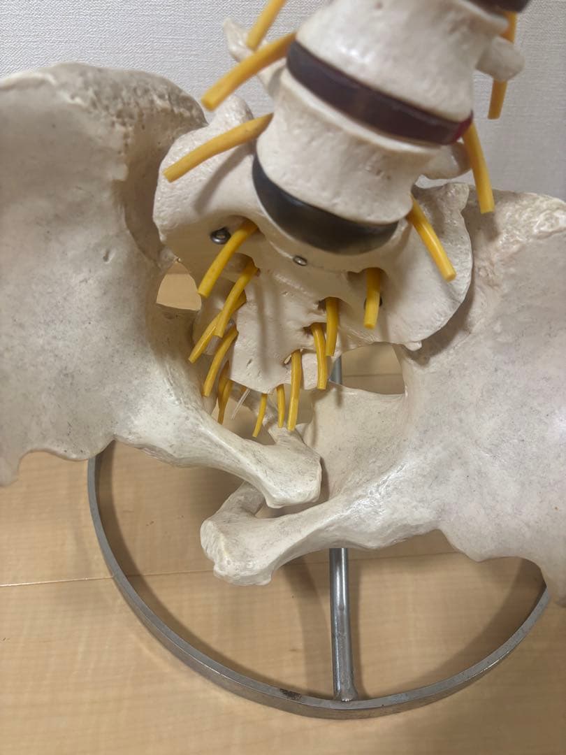 ドイツ製ソムソスタンド付き カイロプラクティック