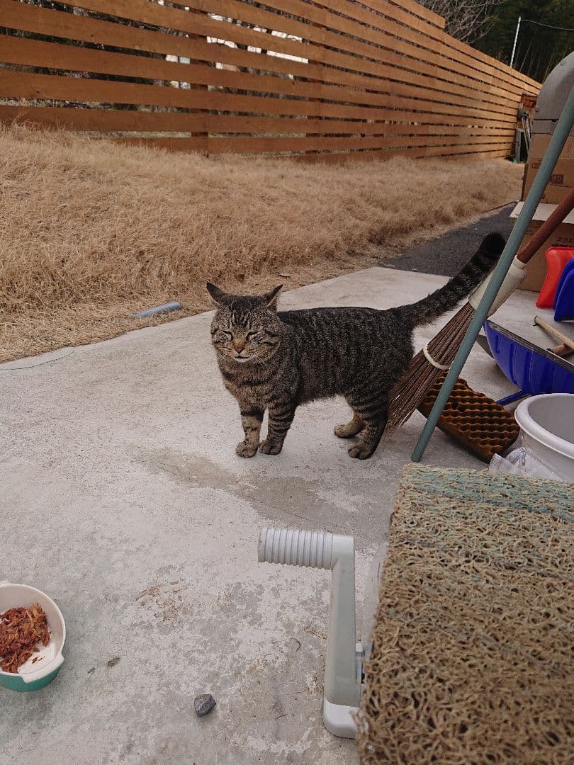 美品　SwitchLITE　本体　グレー