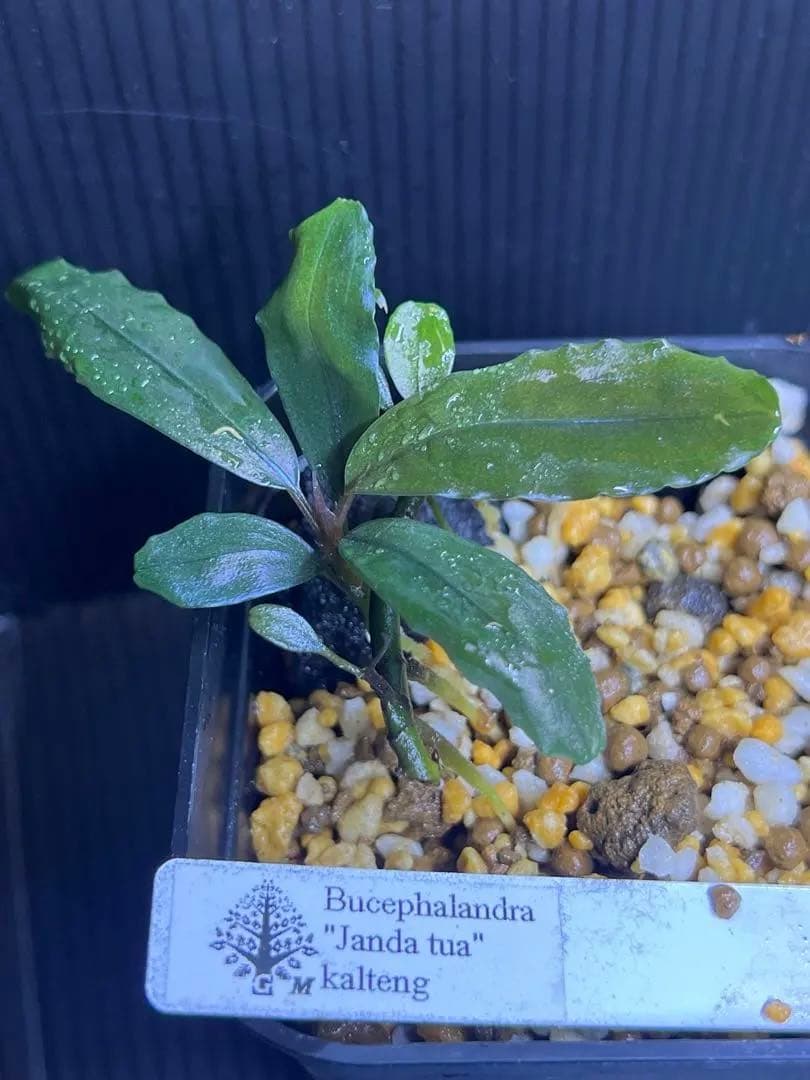 ブセファランドラsp \"janda tua\" kalteng