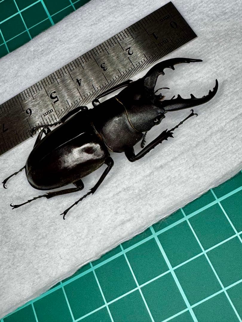 ※コンチュー 野外品標本※