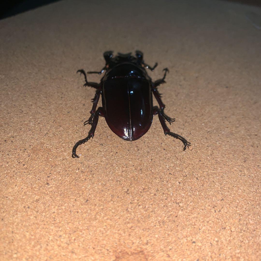 昆虫標本M.レギウス　オオツヤクワガタ雄75㍉野外品