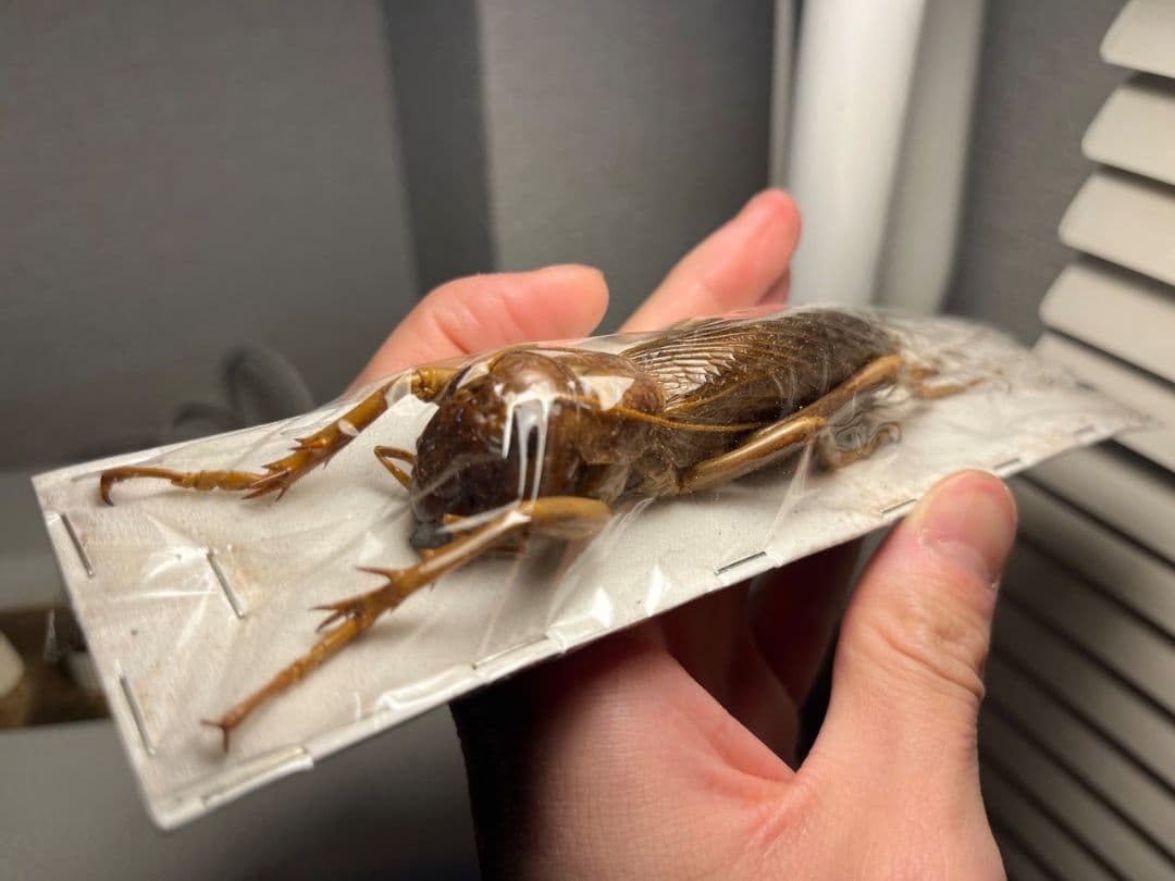 【82mm♀】リオック Sia ferox コロギス昆虫標本デュビアタランチュラ