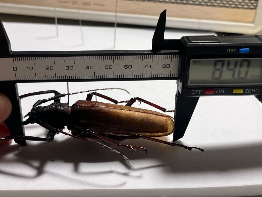 【84mm】コゲチャトゲフチオオウスバカミキリ 昆虫標本 ハナムグリカナブン