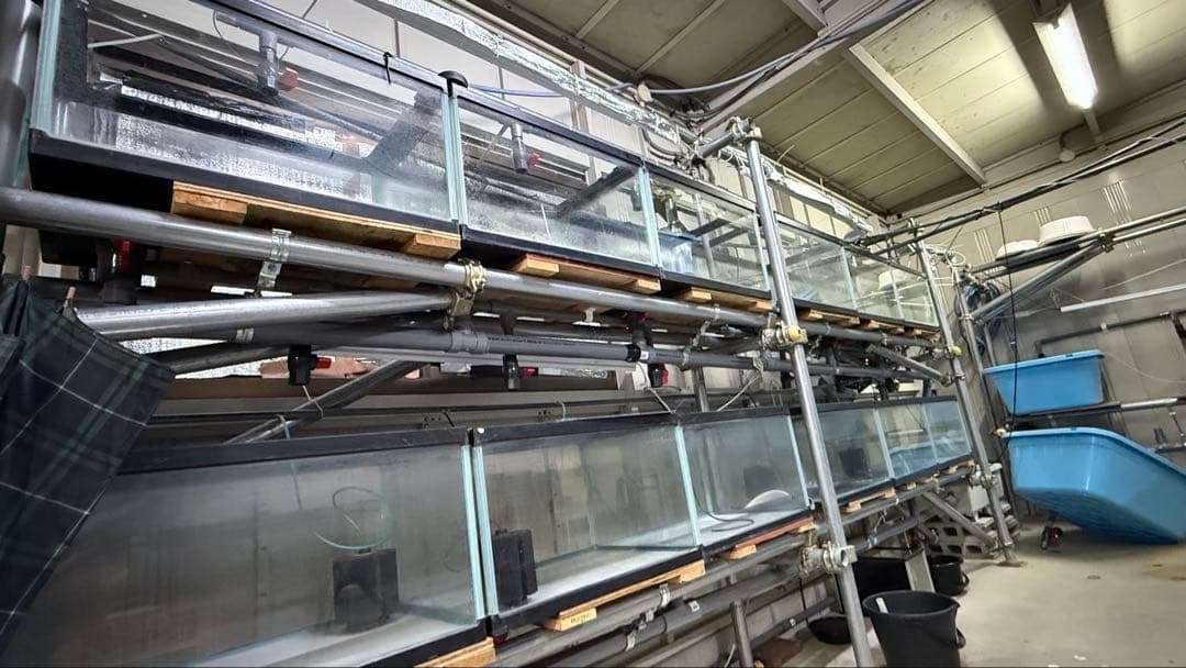 【超希少】業者用 特注大型60×40×36水槽 86L 排水バルブ付き ②